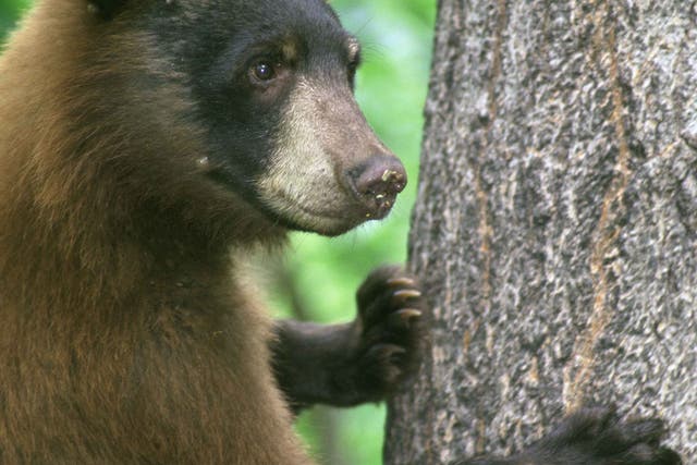 <p>A black bear lying against a tree </p>