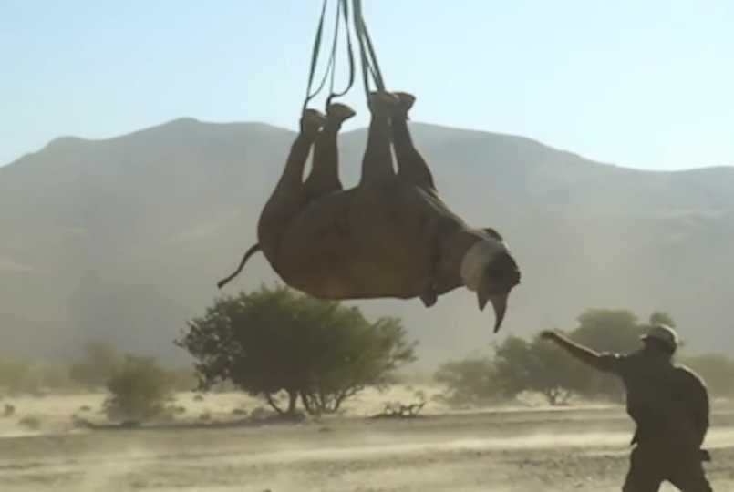 Ig Nobel Prize winning experiment to determine whether it is safer to transport an airborne rhinoceros upside-down