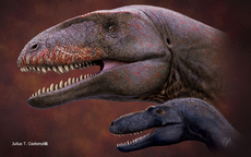 Scientists discover gigantic ‘shark-toothed’ dinosaur that dominated food chain before tyrannosaurs
