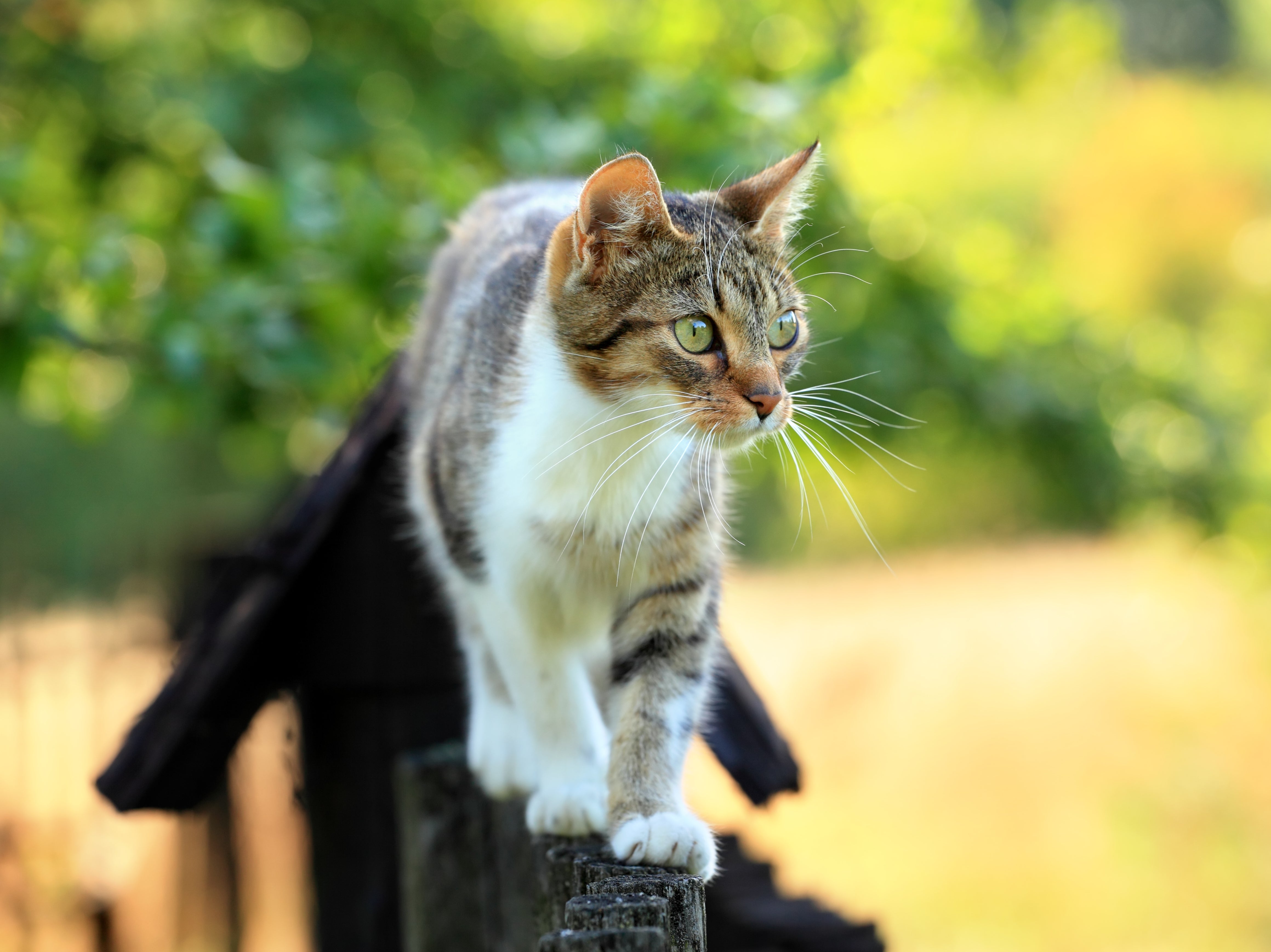 <p>The cats were killed by the authorities despite pleas from the owner </p>