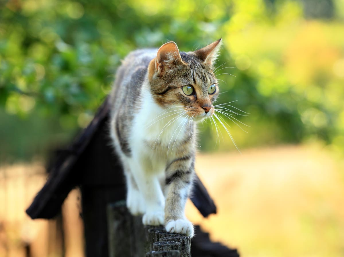 Can Cats Get Coronavirus Uk