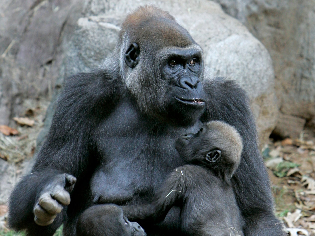 <p>Gorillas in their compound at Atlanta zoo (AP Photo/John Amis)</p>