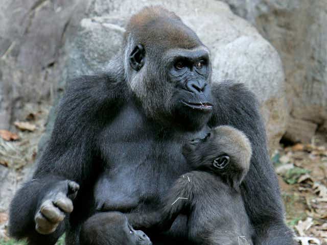 <p>Gorillas in their compound at Atlanta zoo (AP Photo/John Amis)</p>