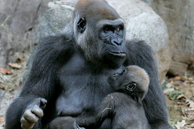 <p>Gorillas in their compound at Atlanta zoo (AP Photo/John Amis)</p>