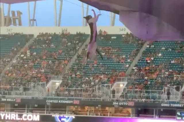 <p>A cat dangles from a wire at Hard Rock Stadium at the University of Miami during the 2021 Miami Hurricanes home opener</p>