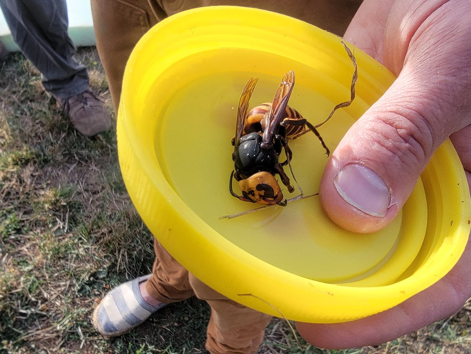 A Washington State Department of Agriculture worker holds an Asian giant hornet - often called “murder hornets” - after eradicating a nest in Washington state
