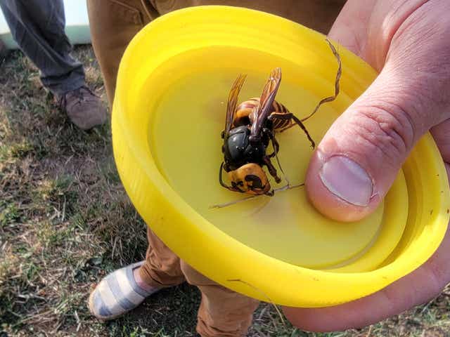 <p>A Washington State Department of Agriculture worker holds an Asian giant hornet - often called “murder hornets” - after eradicating a nest in Washington state.</p>