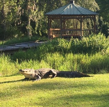 At 11 feet, 5 inches long, Okefenokee Joe weighed more than 400 pounds, and was the largest alligator tagged by the Coastal Ecology Lab in Georgia’s Okefenokee Swamp Park