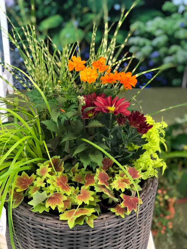 What exactly is Barakura-style gardening – and how do you do it? | The ...