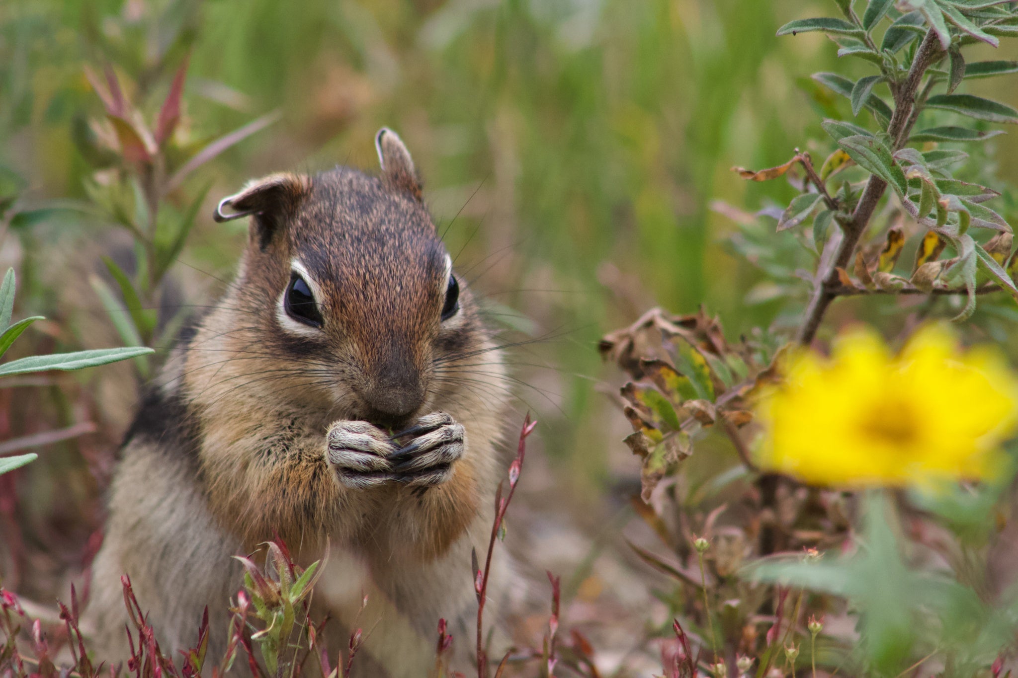 The study shows that bolder, more aggressive squirrels tend to find more food or defend a larger territory