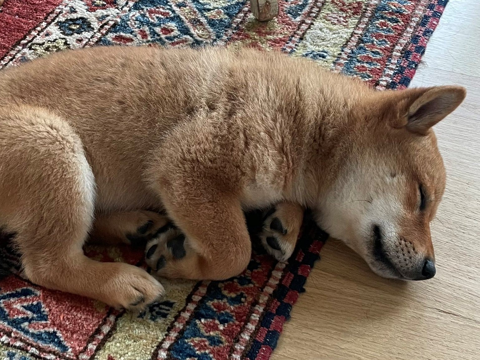 <p>Elon Musk tweeted a picture of his new dog with the caption ‘Floki has arrived’ on 12 September, 2021</p>