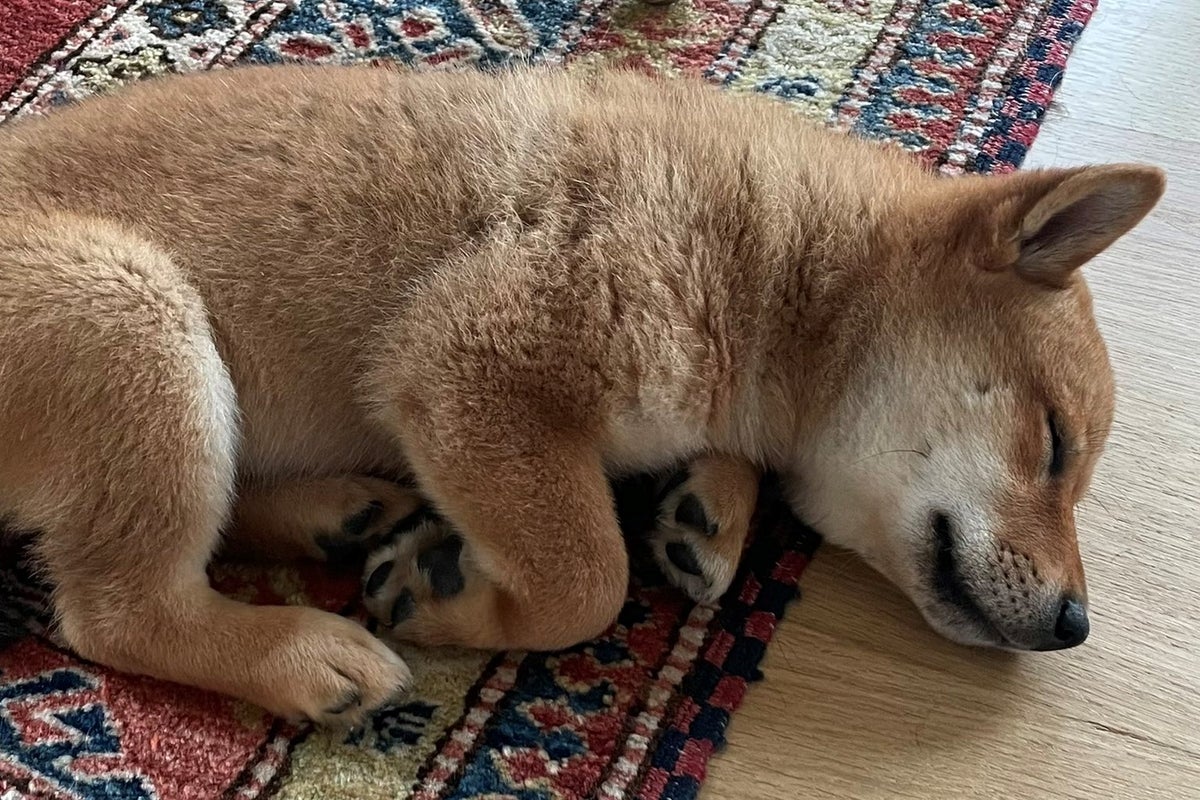 Floki crypto price surges 250% after Elon Musk gets new dog | The  Independent