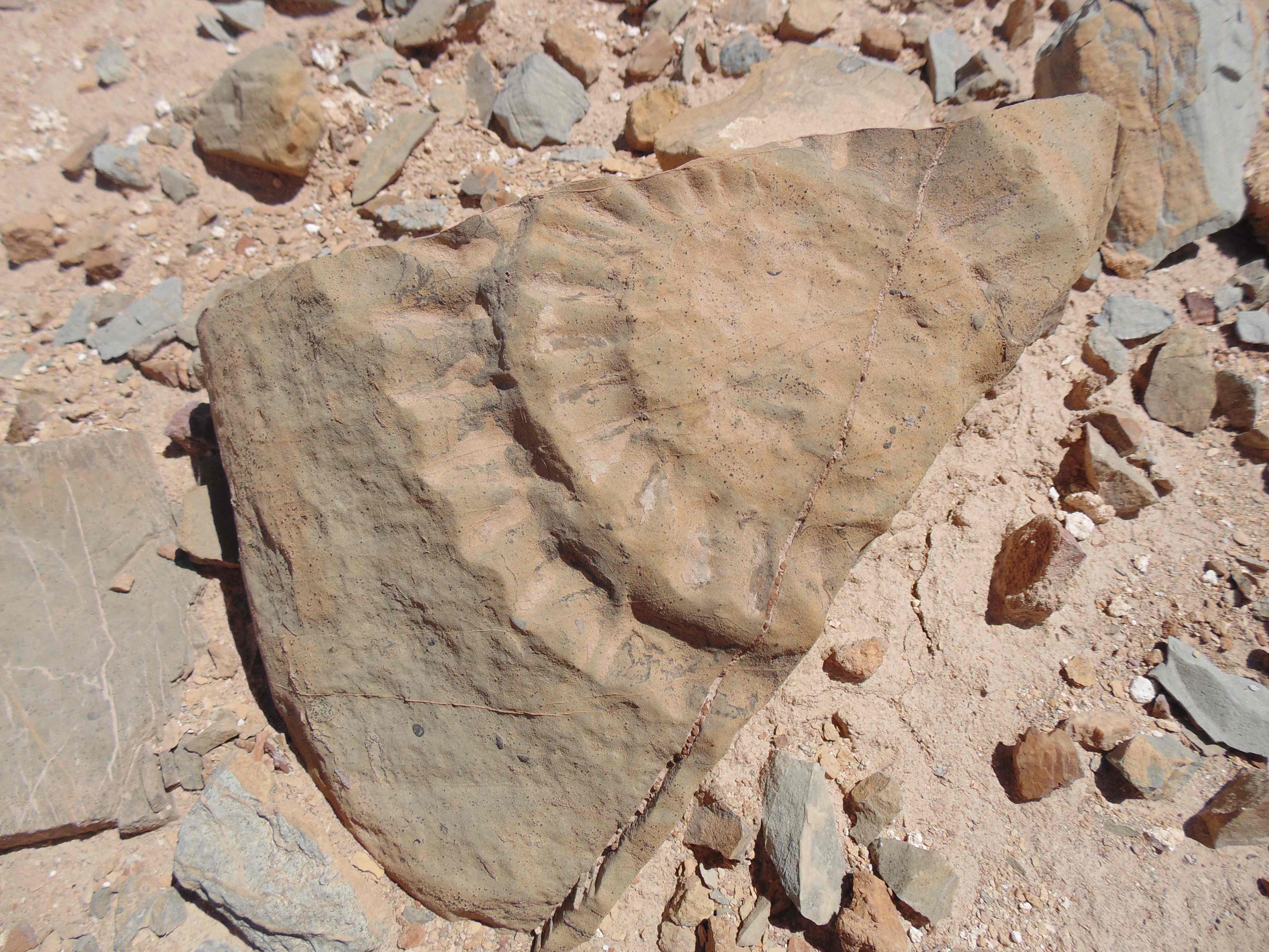 A fossil of a pterosaur has been found by a group of scientists in the Atacama Desert