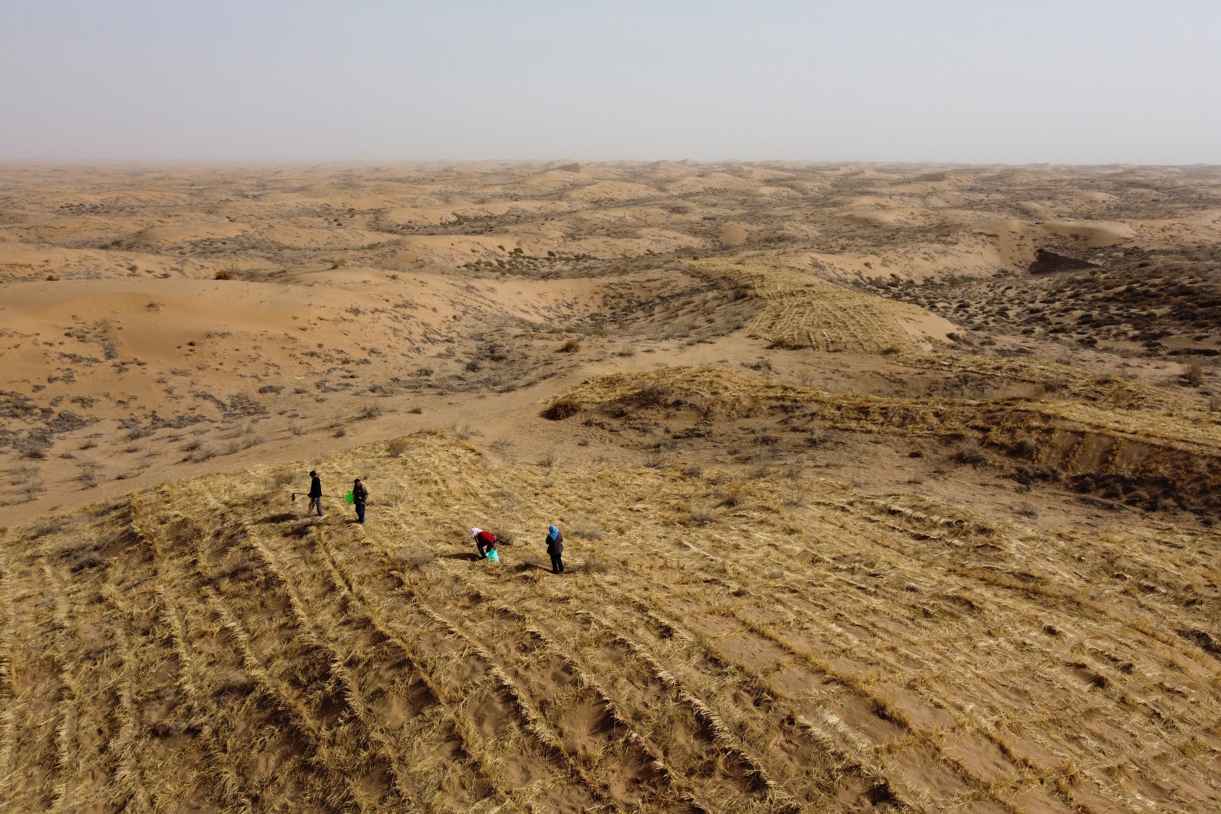 Wang Tianchang and his family walk through square grids of grass and bushes planted by hand to prevent sand movement