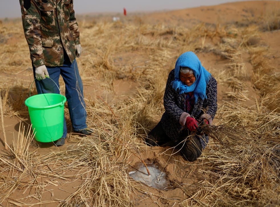 Can The Great Green Wall Save China From The Climate Crisis The Independent Can The Great Green Wall Save China From The Climate Crisis The Independent