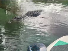 Paddleboarder nearly attacked by alligator in viral video hits out at people for feeding the animals
