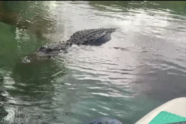<p>Woman pushes alligator away from her paddleboard</p>