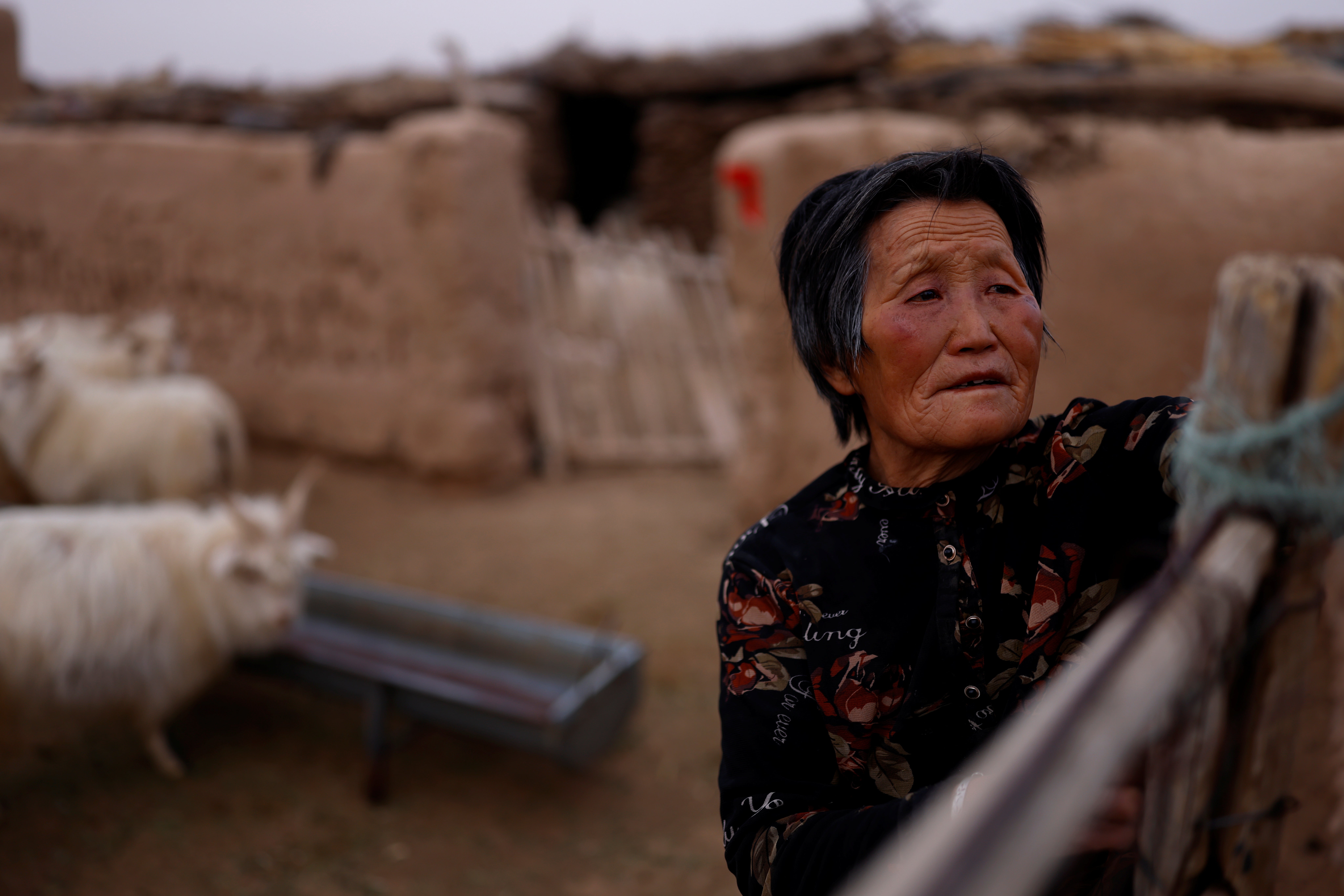 Ding Yinhua a shepherd, opens the gate of a pen for sheep and goats at her house in the Gobi Desert