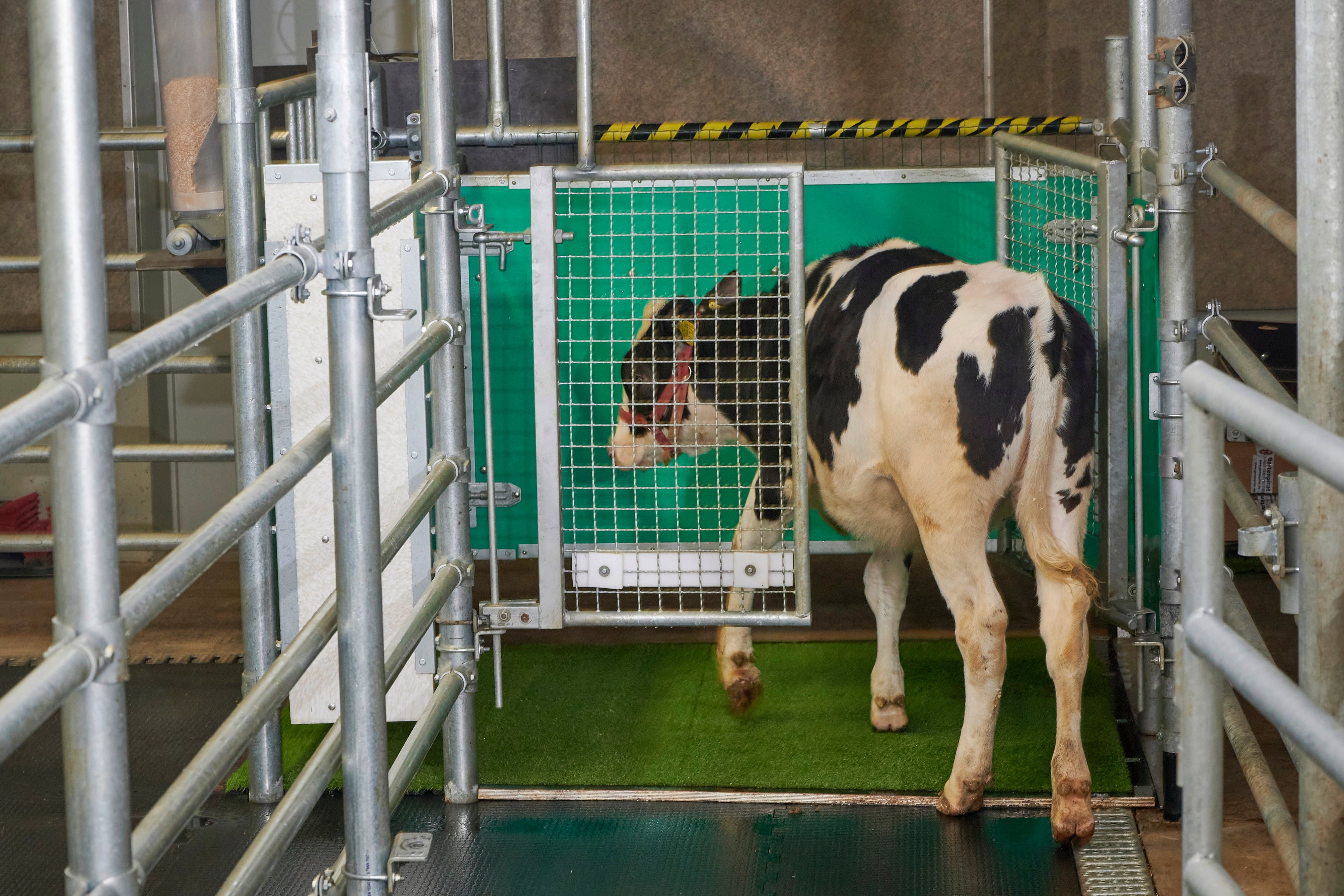 Toilet Training Cows