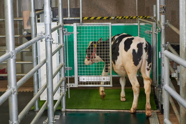 Toilet Training Cows