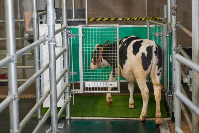 Toilet Training Cows