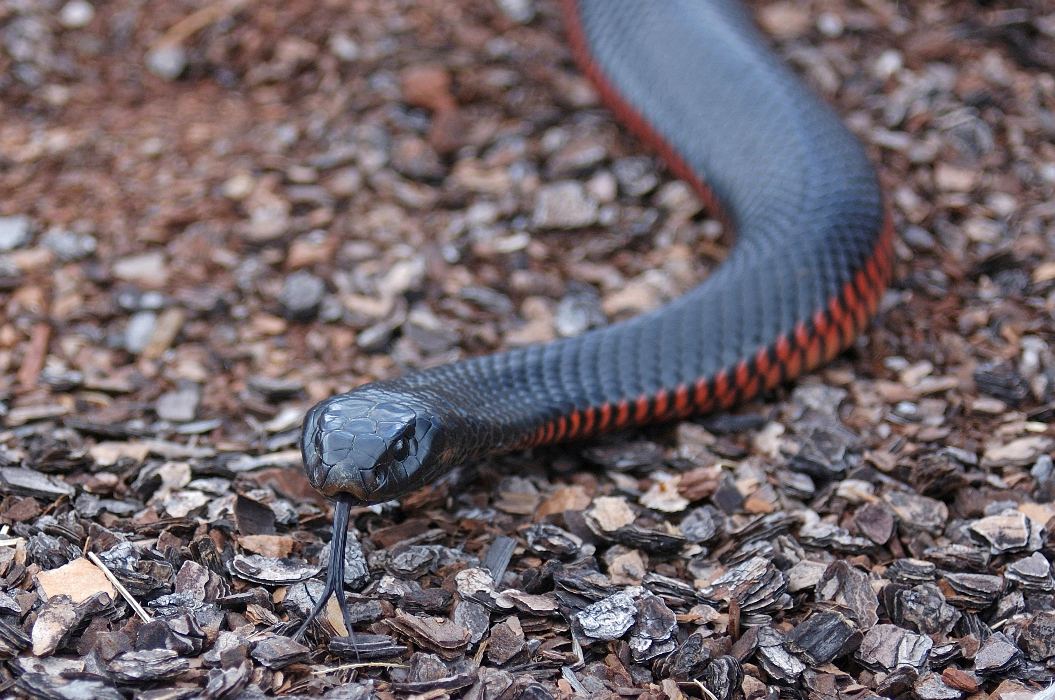 The red-bellied black snake is venomous but has not been responsible for any deaths in Australia