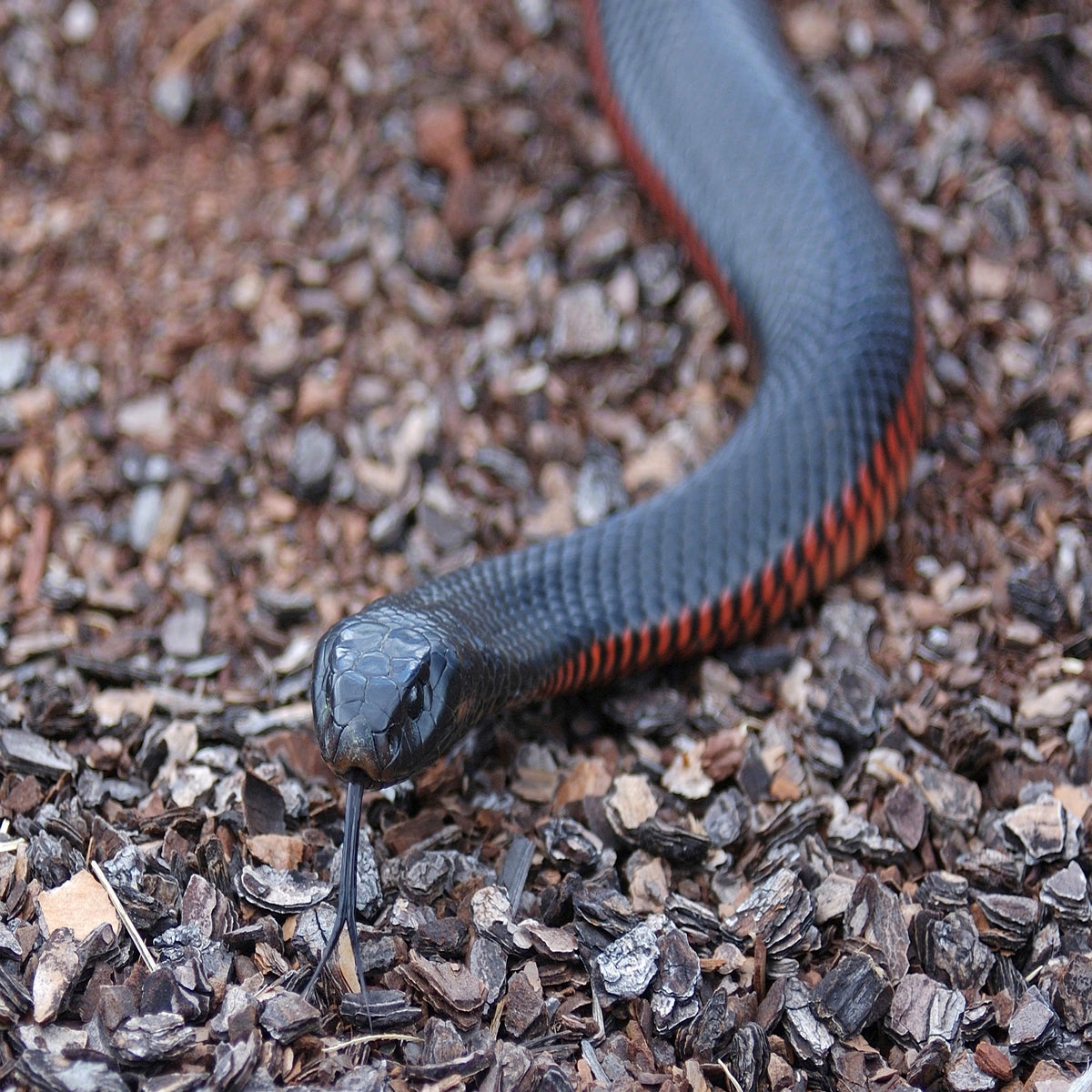 black snake hd