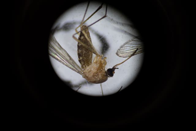 <p>File image: Culex pipiens, a common mosquito species, is seen through a microscope </p>