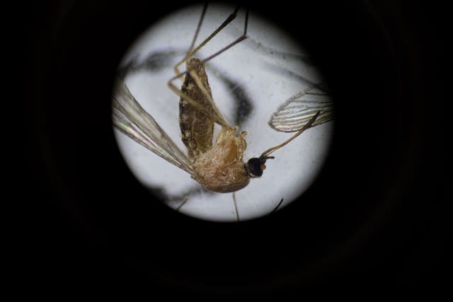 <p>File image: Culex pipiens, a common mosquito species, is seen through a microscope </p>