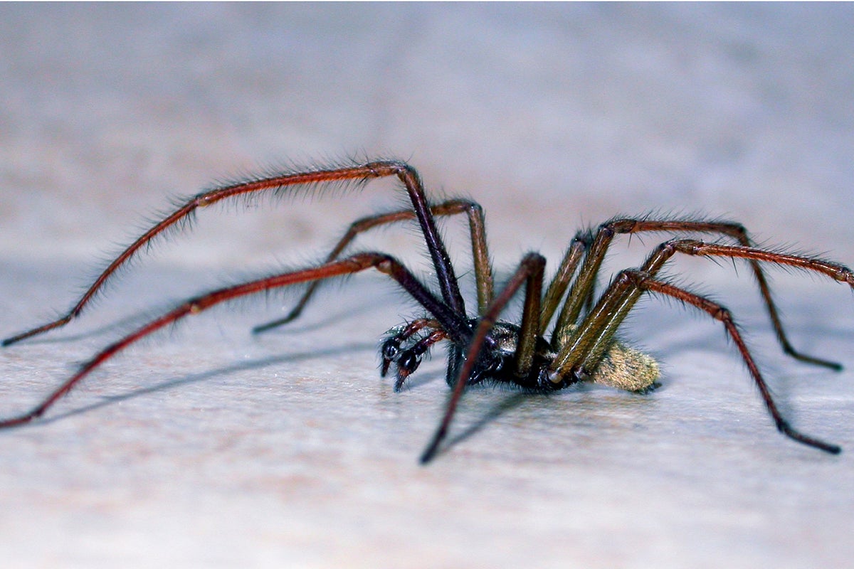 Spider season has arrived  here's why there are more than usual in your home