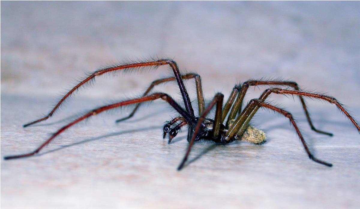 How Do You Get Rid Of Spiders? – Forbes Home