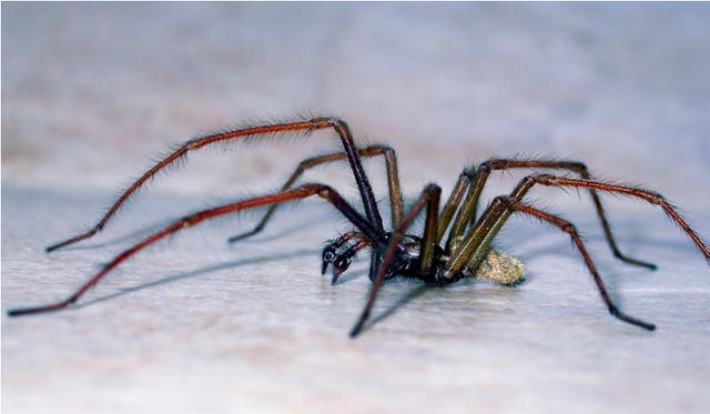 Beauty or beast? A large house spider (PA/Geoff Oxford)