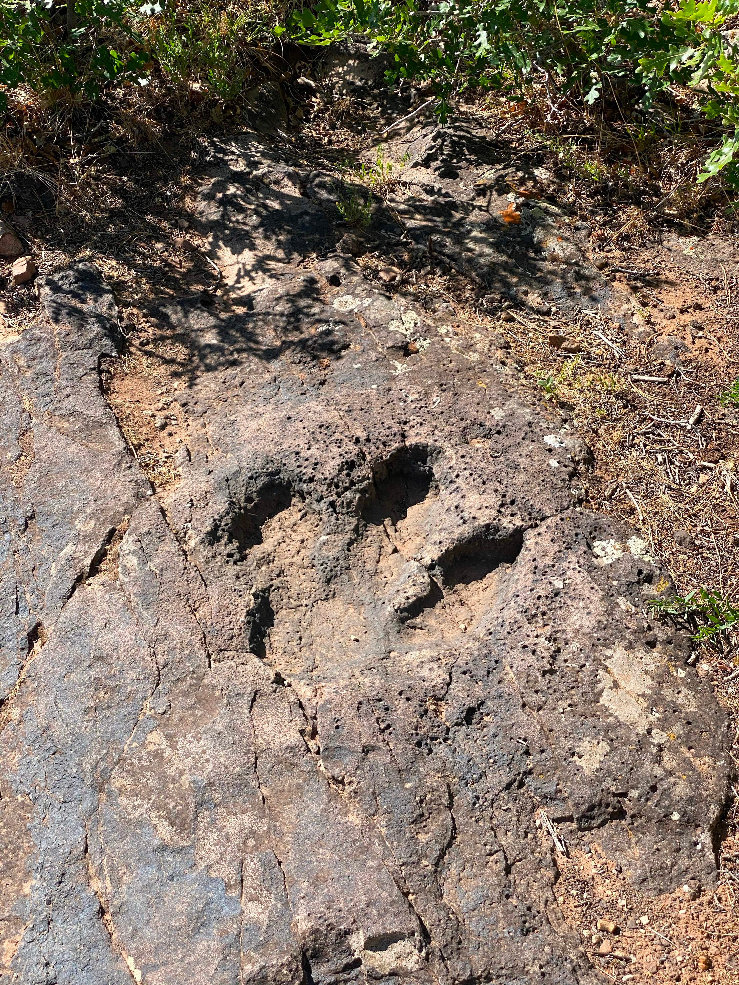 Dinosaur tracks found in Utah last year