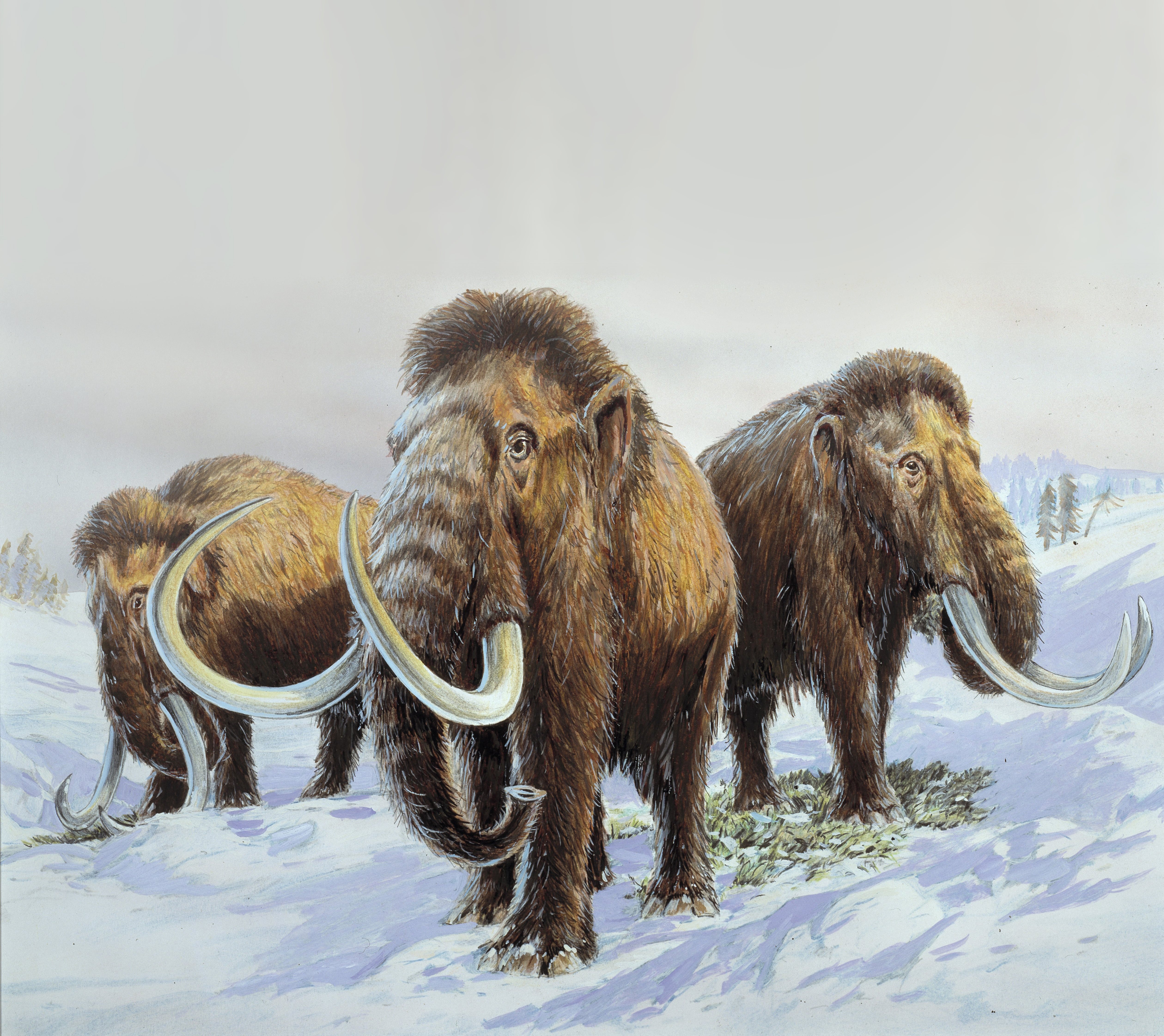<p>Scientists have hatched a plan to bring woolly mammoths back to the Arctic – ten thousand years after they became extinct</p>