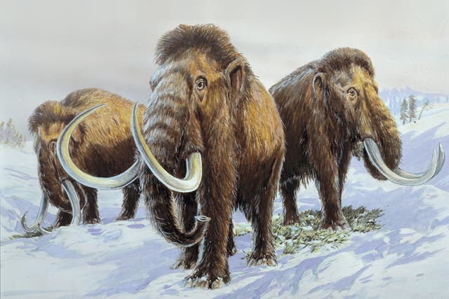 <p>A 200,000-year-old mammoth grave have been discovered near Swindon </p>