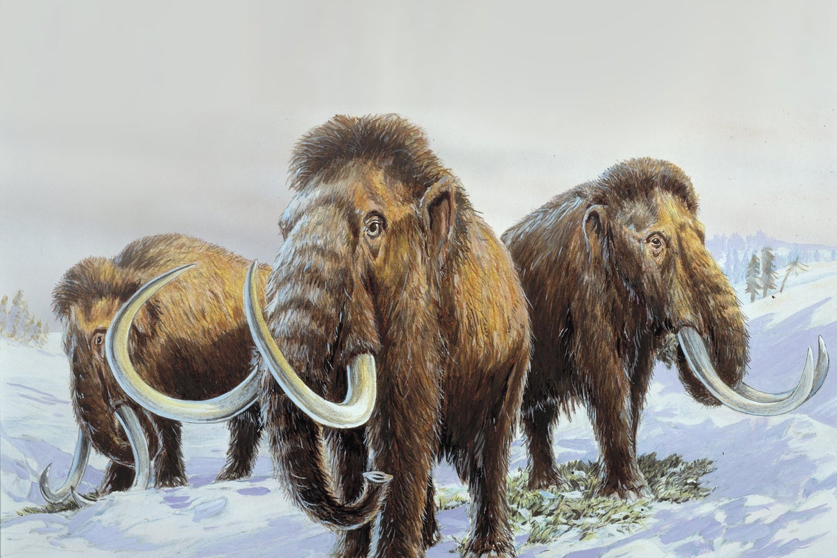 Five ‘pristine’ ice-age mammoth skeletons unearthed in the Cotswolds