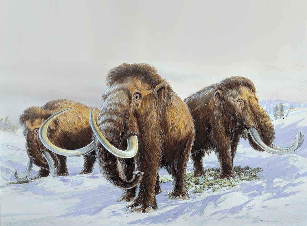 <p>A 200,000-year-old mammoth grave have been discovered near Swindon </p>