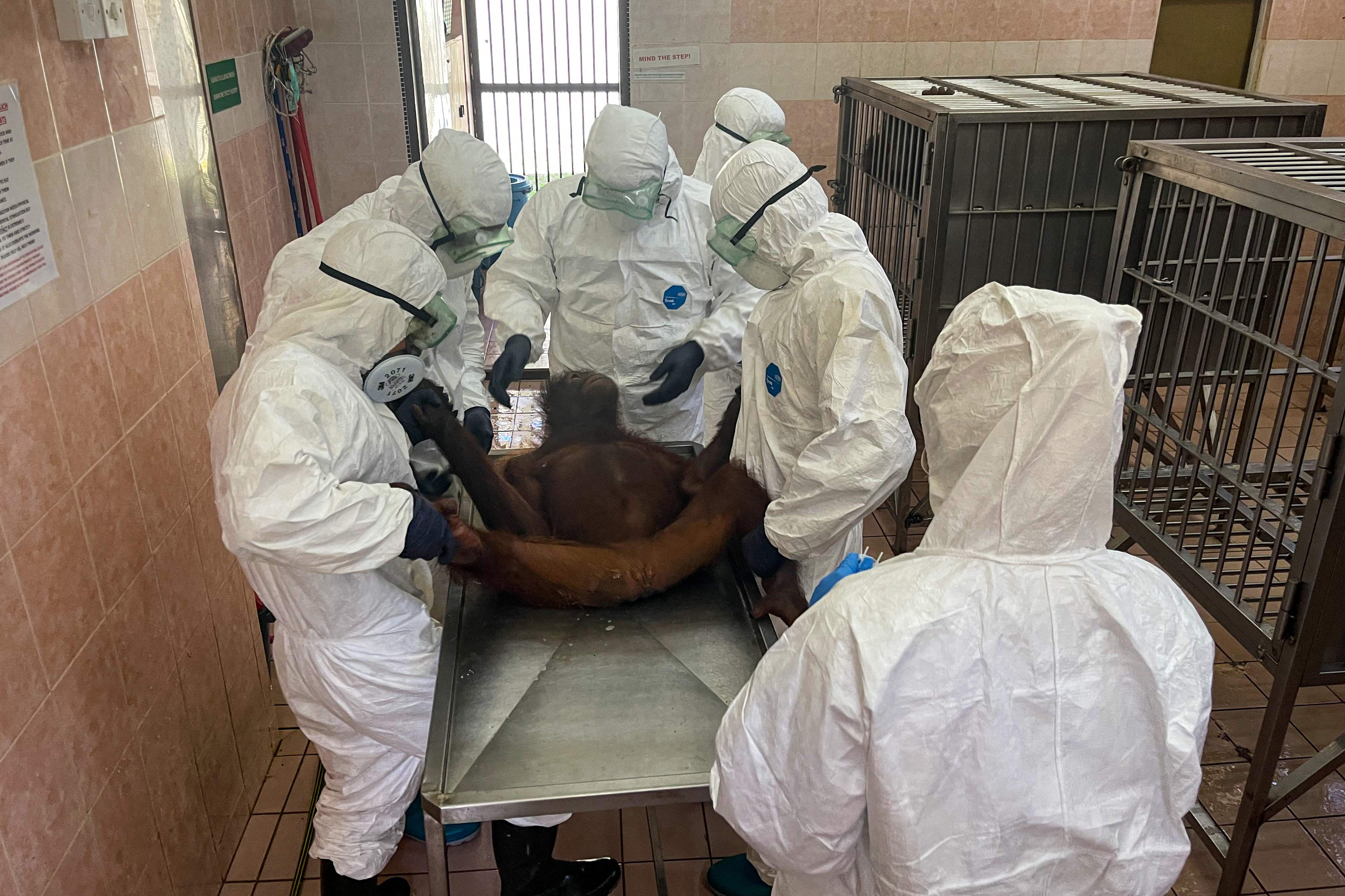 Vets collect swab samples from an orangutan for Covid-19 test