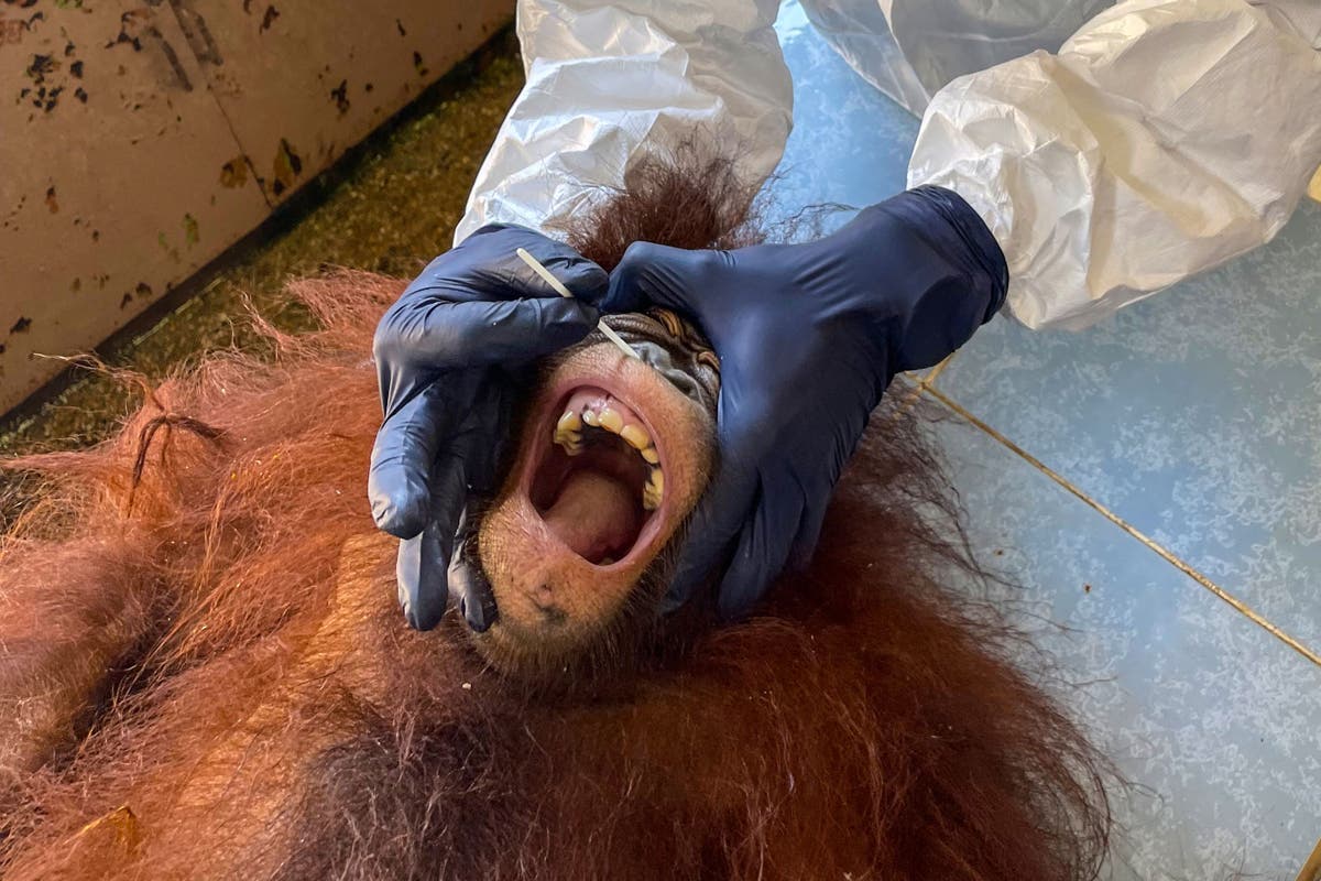 Dokter hewan dengan APD lengkap memberikan swab hidung kepada orangutan untuk tes covid