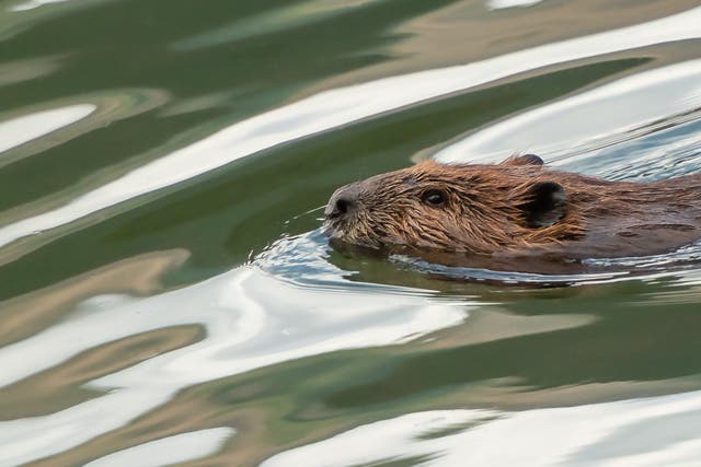 <p>Beavers were first reintroduced in Britain in 2019 after going largely extinct 400 years ago </p>