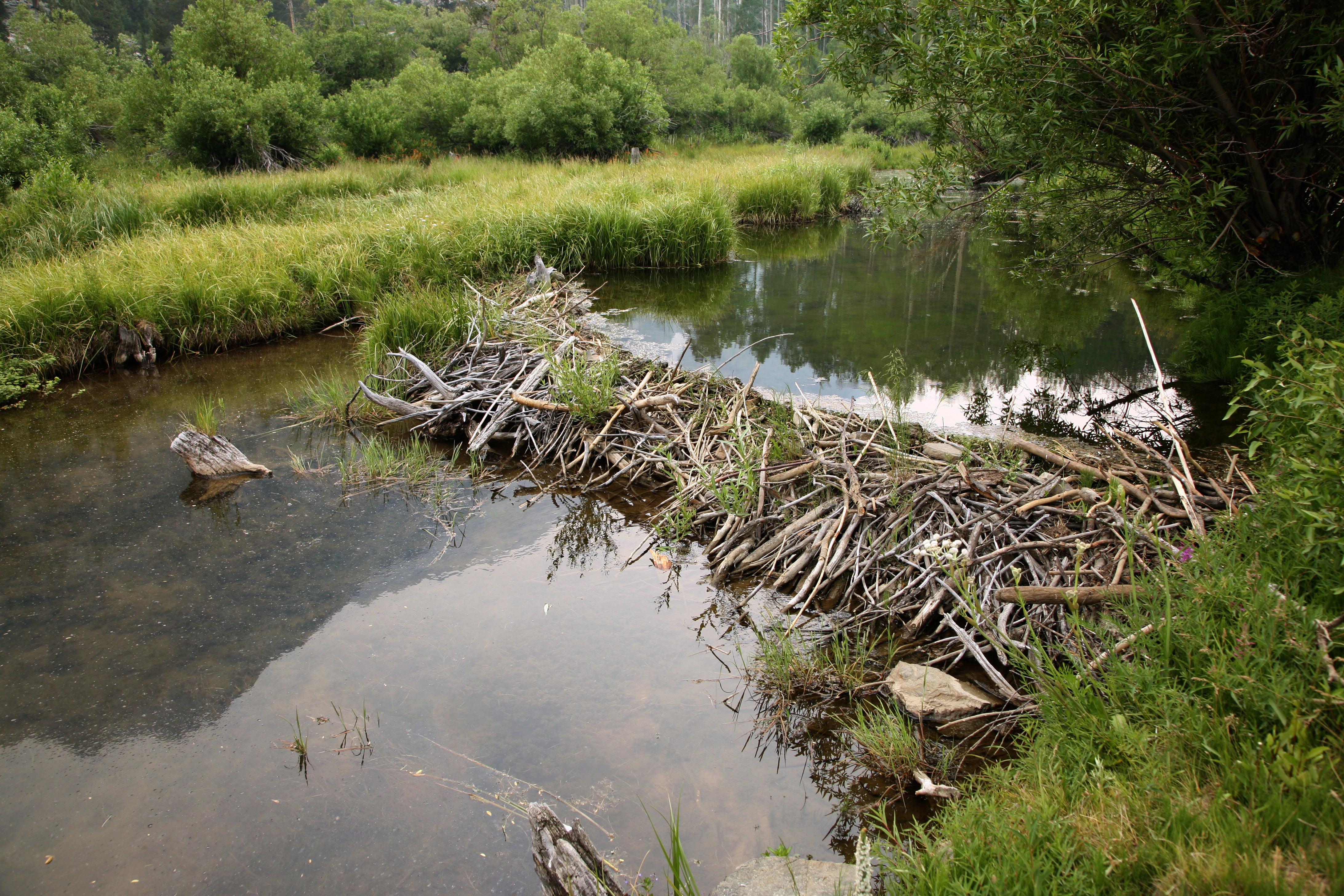 Beavers’ dam-making abilities help to alleviate floods and conserve landscapes