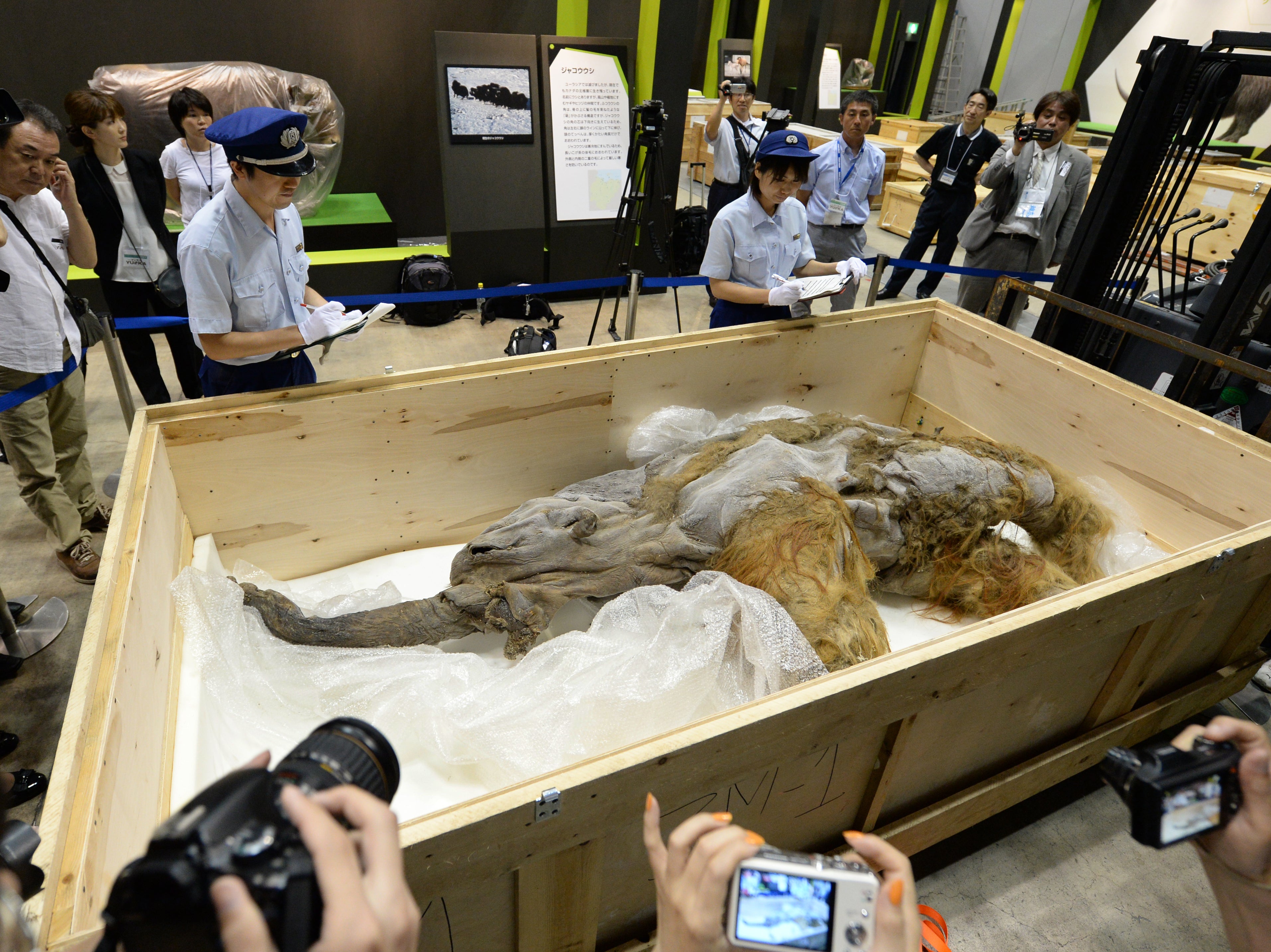 Members of Japan customs inspect a 39,000-year-old female baby woolly mammoth named Yuka from the Siberian permafrost upon its arrival at an exhibition in Yokohama, Tokyo, in July 2013