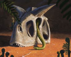 Snakes evolved from survivors of dinosaur-killing asteroid, study suggests