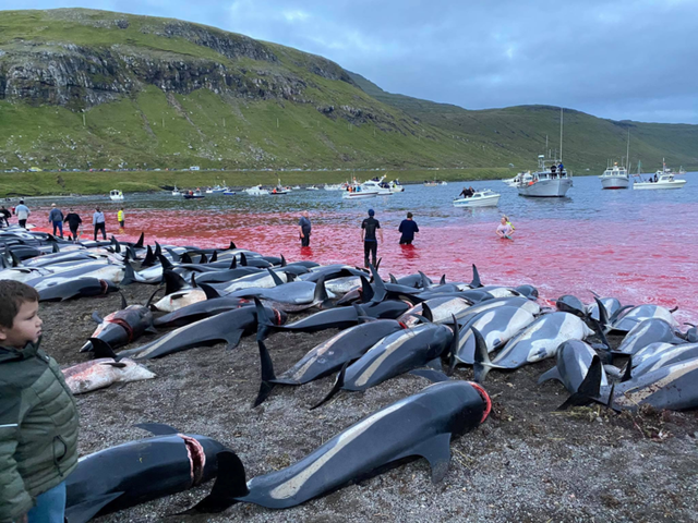 <p>Carcasses of hundreds of  white-sided dolphins that have been hunted lay on a beach </p>
