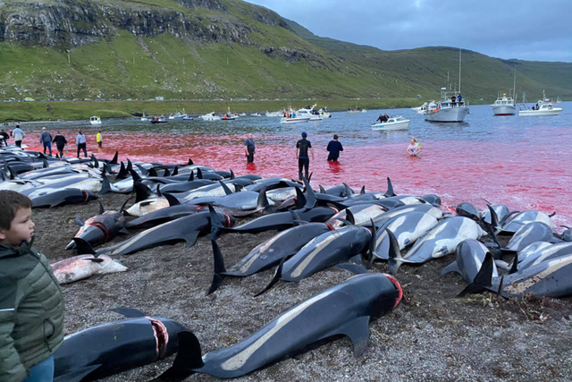 <p>Nearly 1,500 dolphins were killed at once, days before dozens of whales were targeted </p>