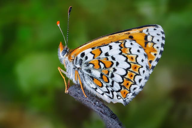 <p>Researchers introducing the Glanville fritillary butterfly (pictured) to the island of Sottunga got more than they bargained for</p>