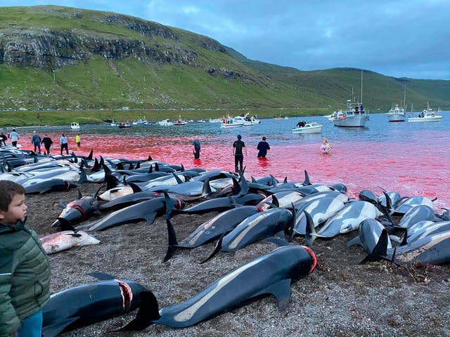 <p>A super-pod of 1,428 dolphins were slaughtered, prompting global anger </p>