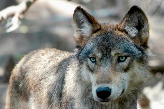<p>An American gray wolf in Minnesota </p>
