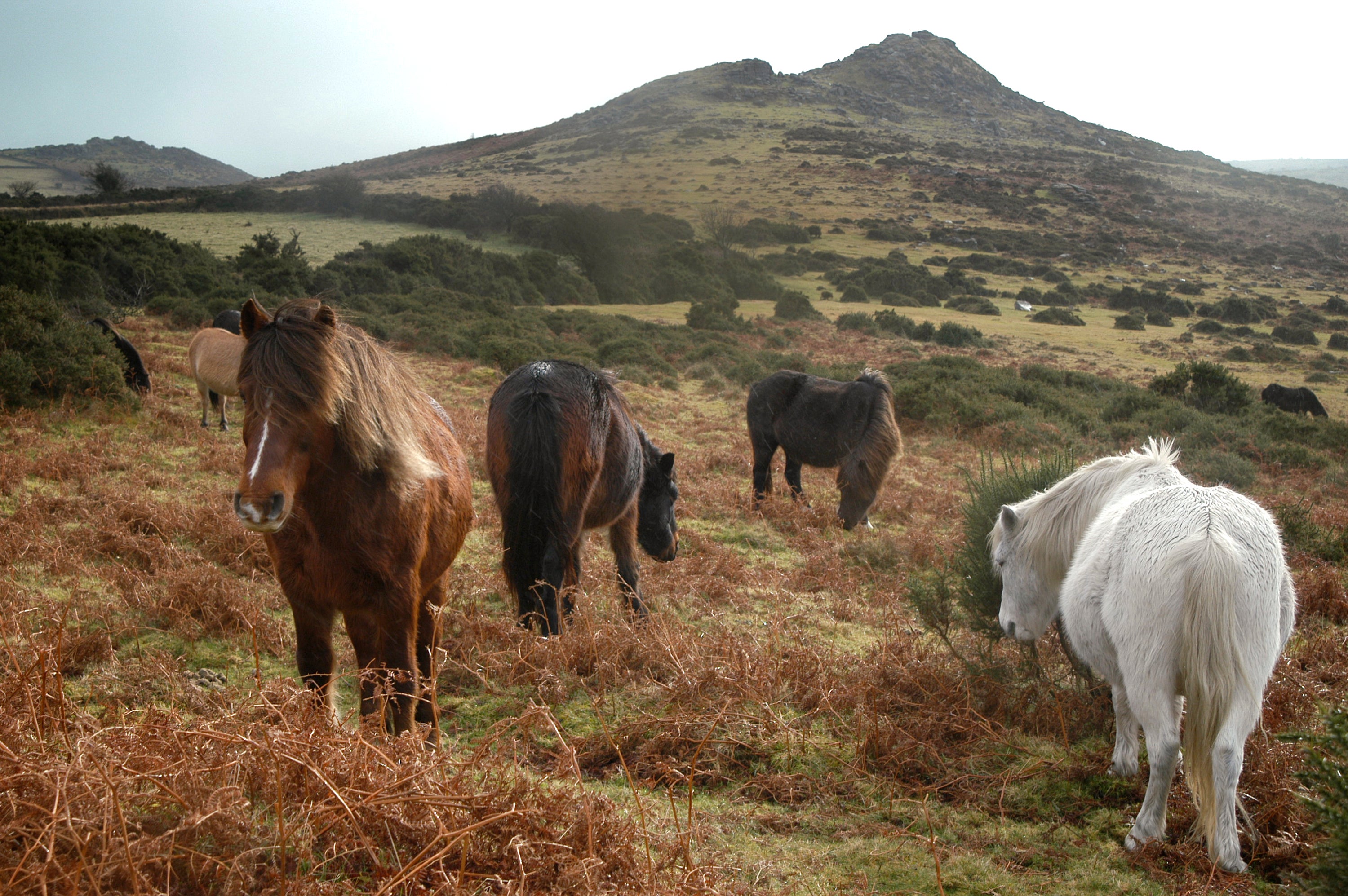 It is illegal to feed Dartmoor’s ponies