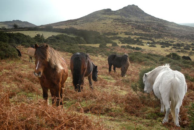 <p>It is illegal to feed Dartmoor’s ponies</p>